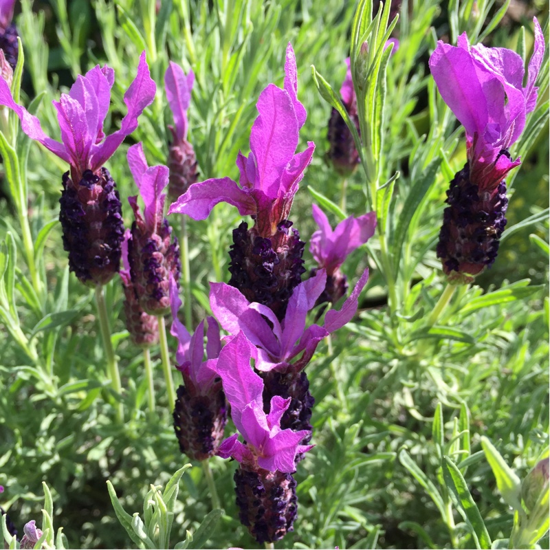 Lavandula pedunculata subsp. pedunculata syn. Lavandula stoechas subsp. pedunculata, Lavandula stoechas 'Papillon'