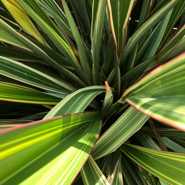 Phormium cookianum 'Tricolor'