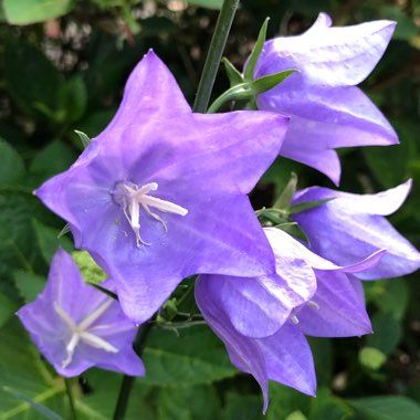 Campanula persicifolia 'Takion Blue' (Takion Series)