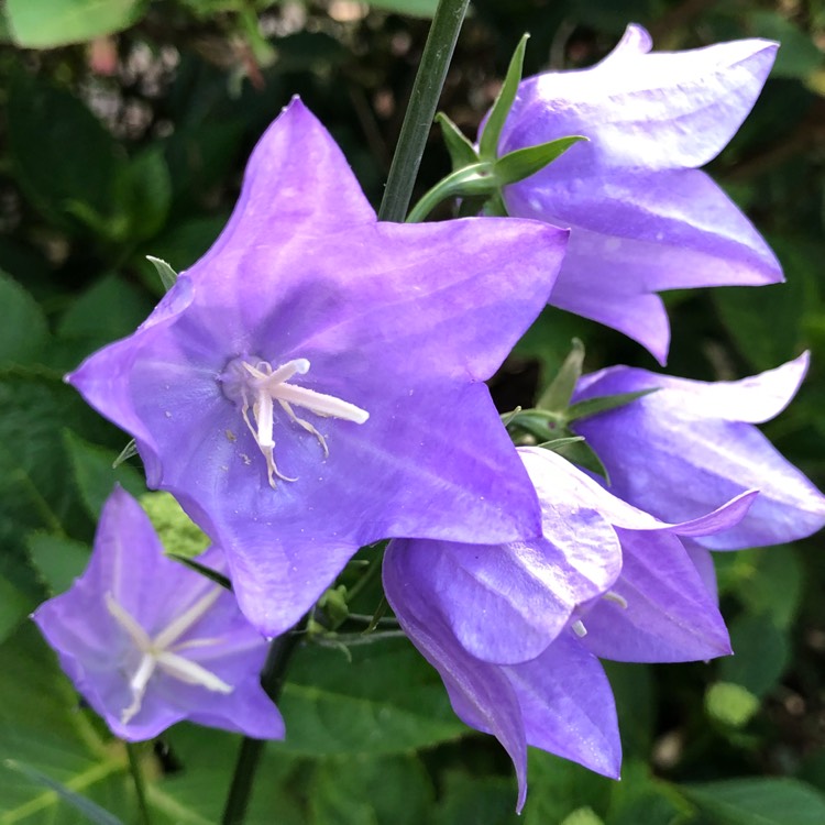 plant image 742254 plant image 742254
