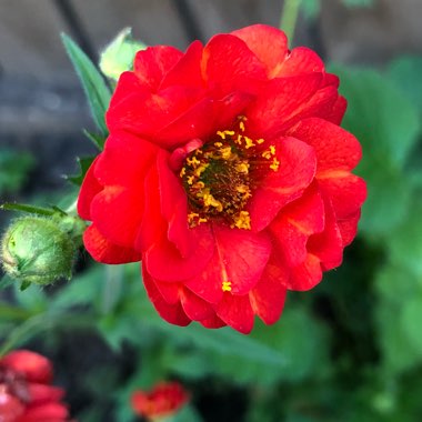 Geum 'Mrs J. Bradshaw' syn. Geum chiloense 'Mrs J. Bradshaw'