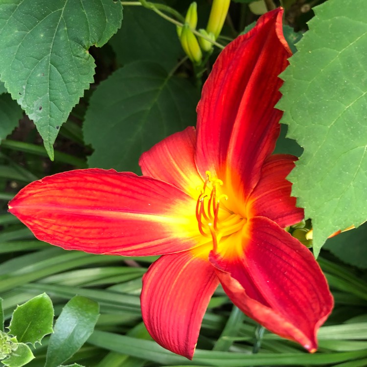 plant image 754012
