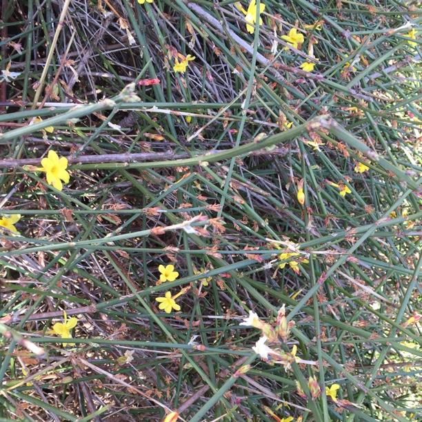 plant image 757