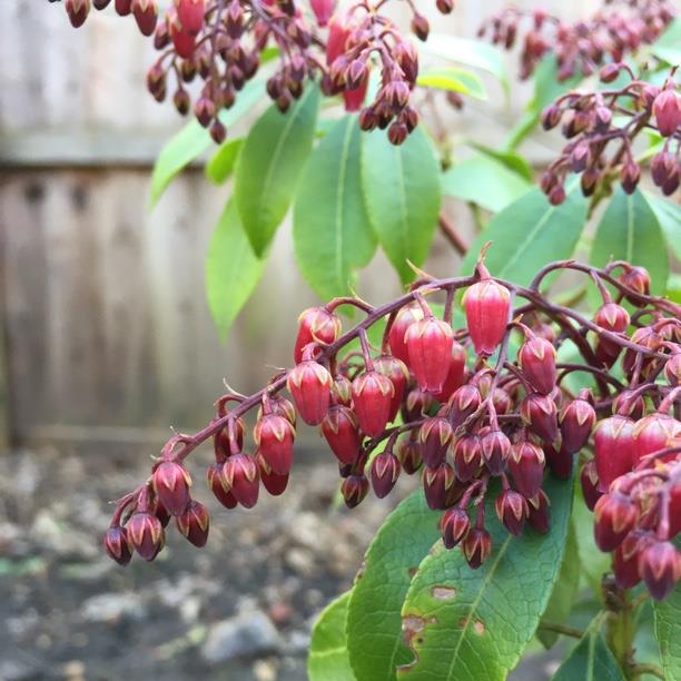 Plant image Pieris japonica 'Valley Valentine'