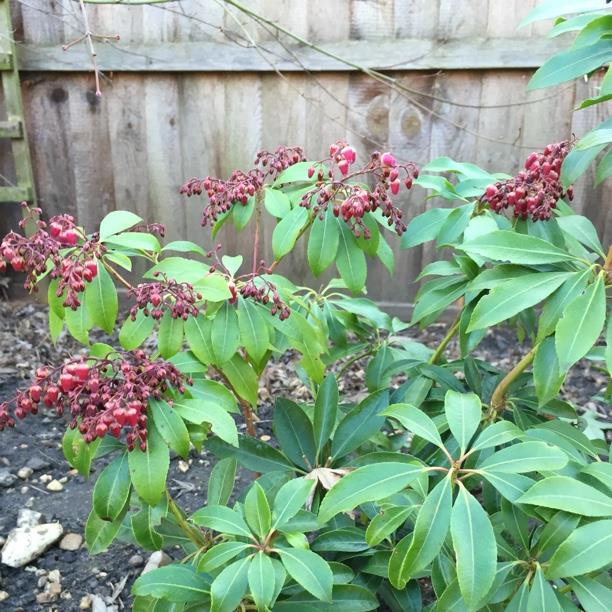 plant image 764