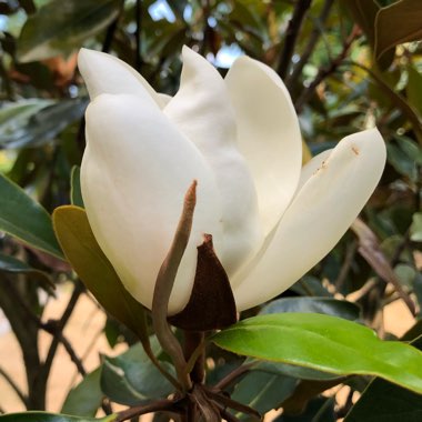 Magnolia