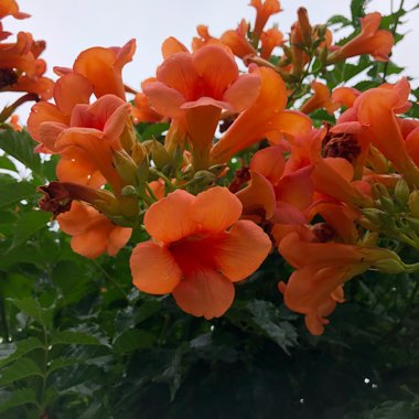 Campsis x tagliabuana 'Madame Galen'