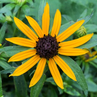 Rudbeckia fulgida var. sullivantii 'Little Goldstar'