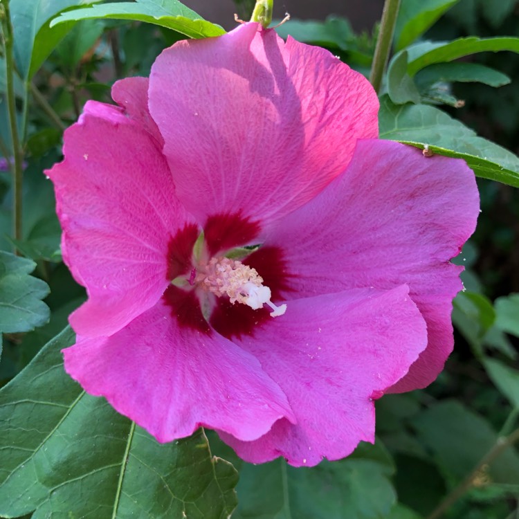 plant image 798067