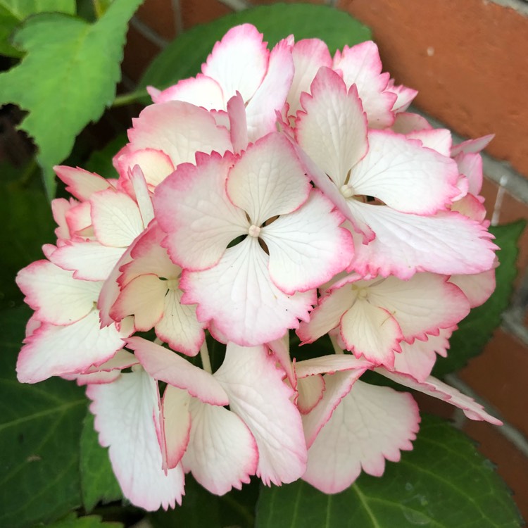 plant image 799100 plant image 799100