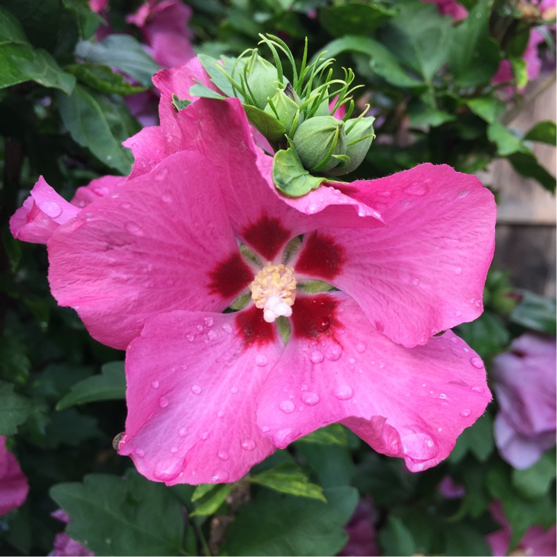 plant image 8023