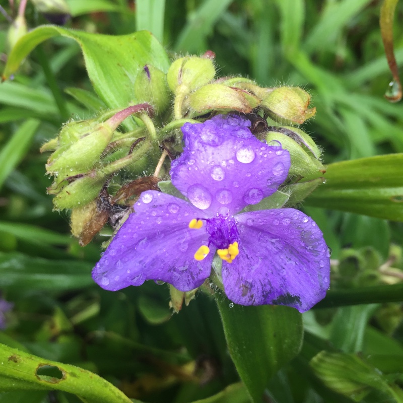 plant image 8063 plant image 8063