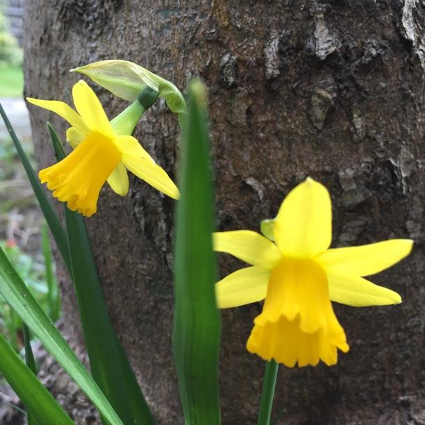 plant image 812 plant image 812