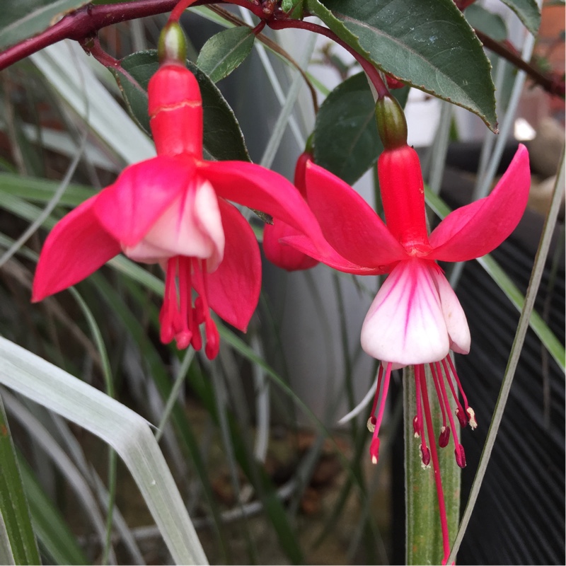 plant image 8323 plant image 8323
