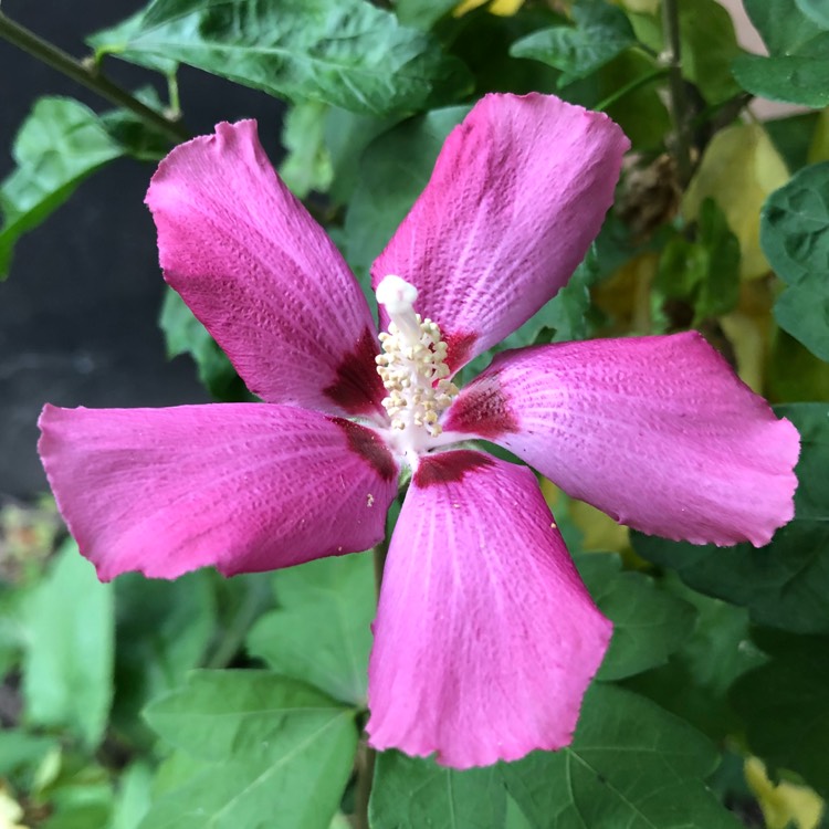 plant image 851766