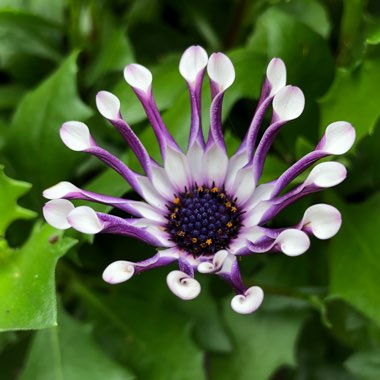 Osteospermum 'Margarita White Spoon'