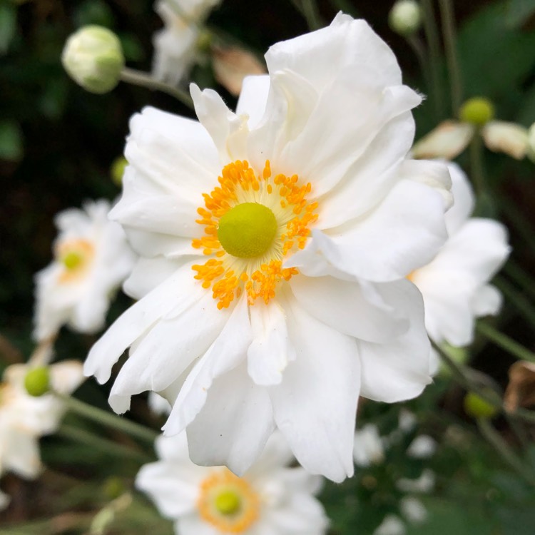 plant image 867010