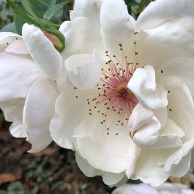 Rosa 'Harwanna' syn. Rosa 'Jacqueline du Pré'