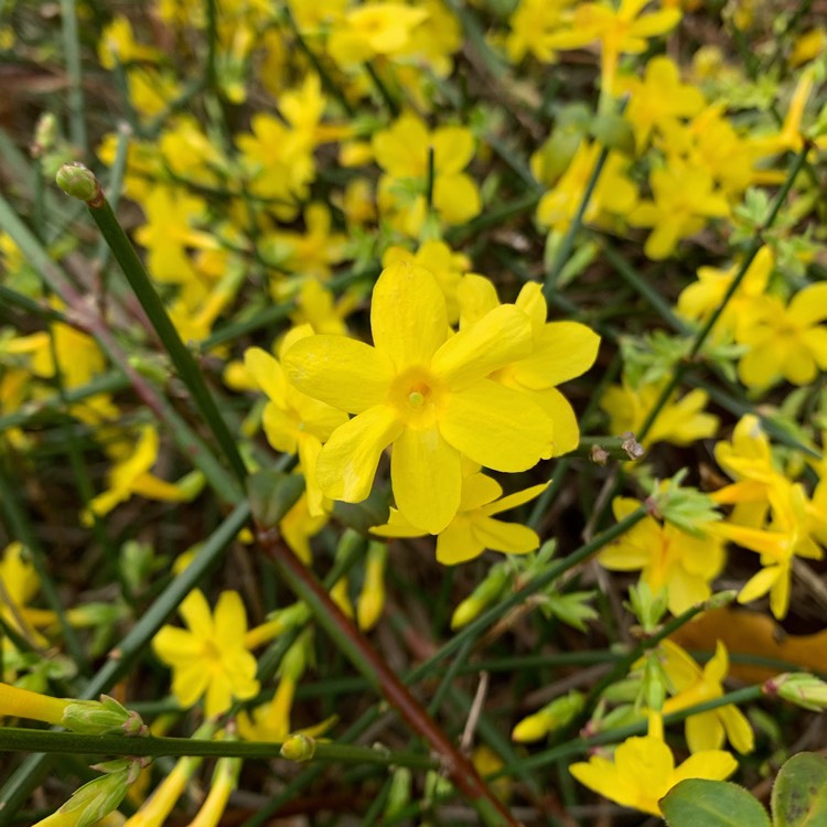 plant image 912055