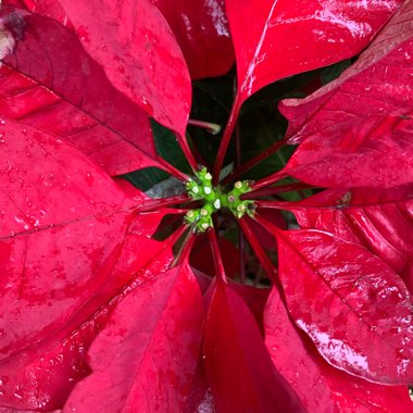 Euphorbia pulcherrima