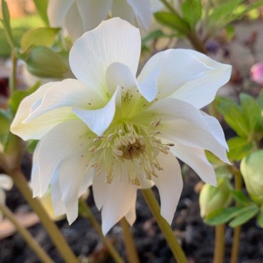 Helleborus x hybridus 'Double Ellen White' (Double Ellen Series)