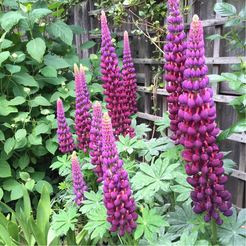 Lupinus Masterpiece