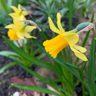 Narcissus 'Tête-à-Tête'