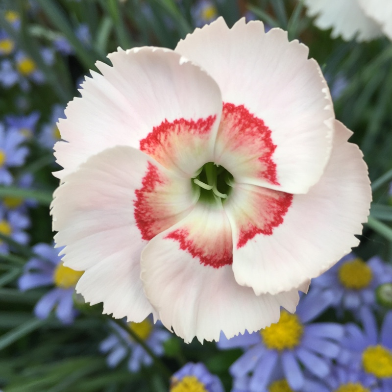Dianthus allwoodii 'Tequila Sunrise'