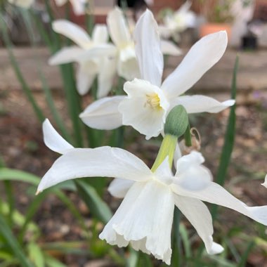 Narcissus 'Thalia' syn. Narcissus triandrus 'Thalia'