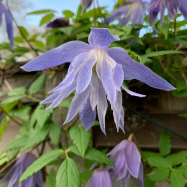 Clematis macropetala 'Wesselton'
