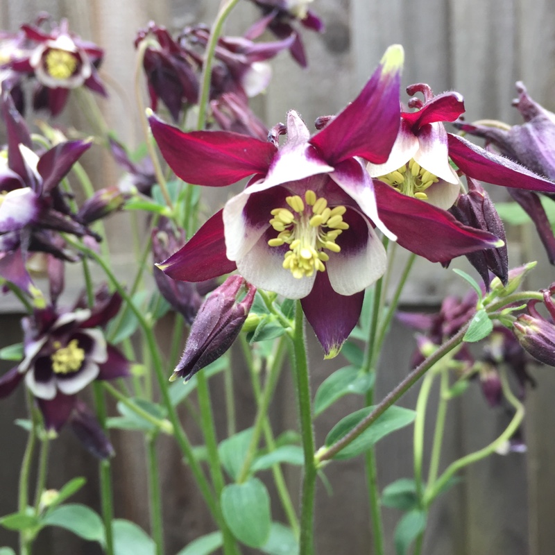 Aquilegia vulgaris 'William Guiness'