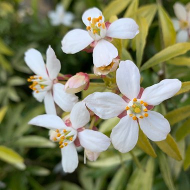 Choisya Ternata 'Sundance'
