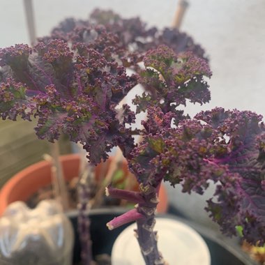 Justine's garden