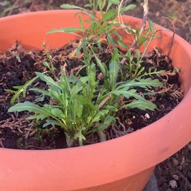 Justine's garden