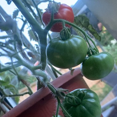 Justine's garden