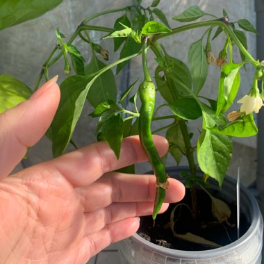 Justine's garden
