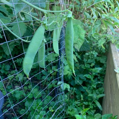 Justine's garden