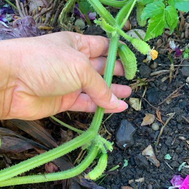 Justine's garden