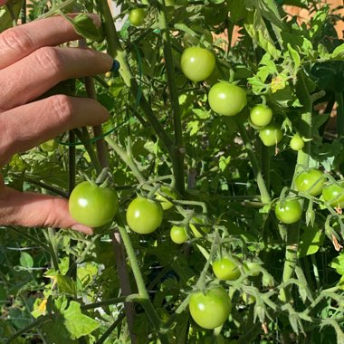 Justine's garden