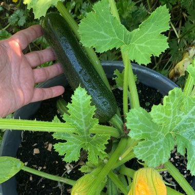 Justine's garden