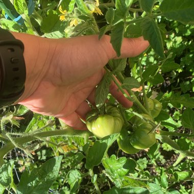 Justine's garden