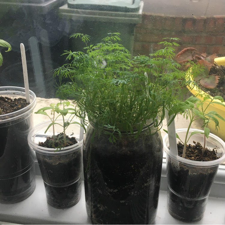plant image 639368