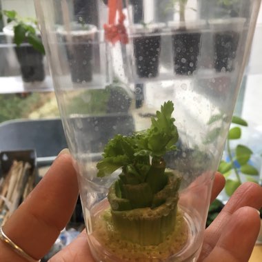 Apium graveolens