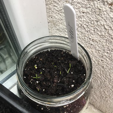 Daucus carota subsp. sativus
