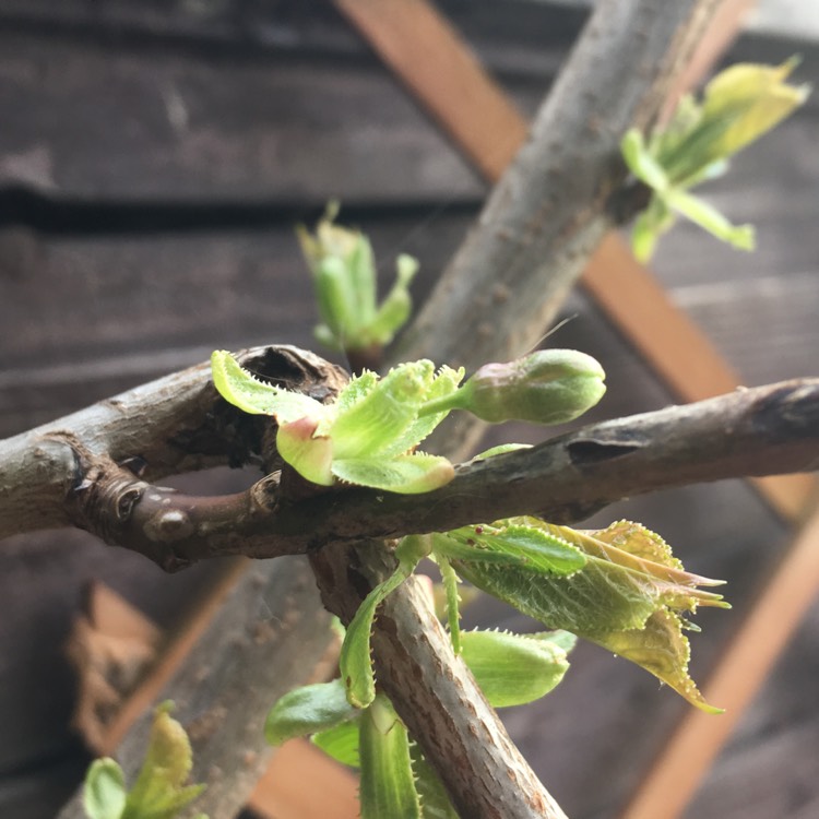 Plant image Prunus avium 'Bigarreau Napoléon'