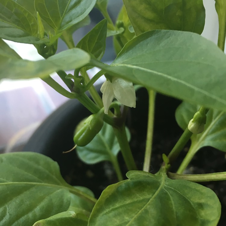 plant image 669154 plant image 669154
