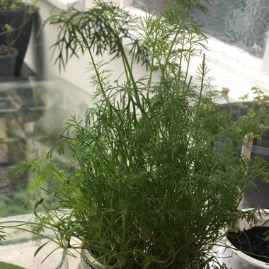 Anethum graveolens