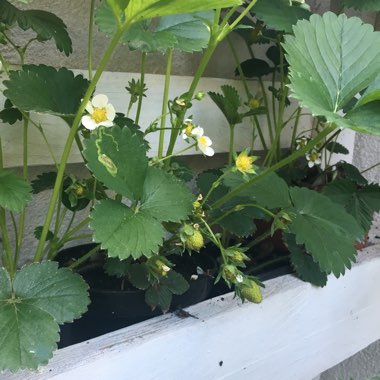 Fragaria vesca