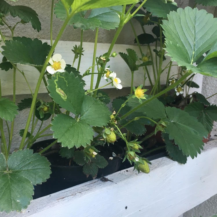 Plant image Fragaria vesca