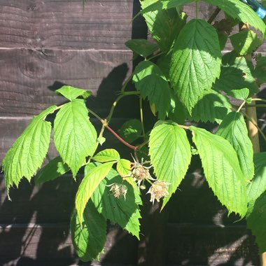 Rubus idaeus